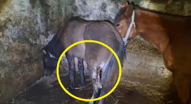 15 atı ayaklarından vurdular