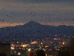 Kuş göçü devam ediyor