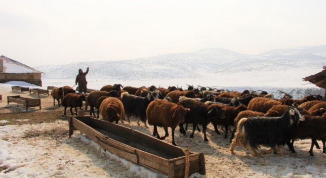 Besicilerin kış mesaisi sürüyor