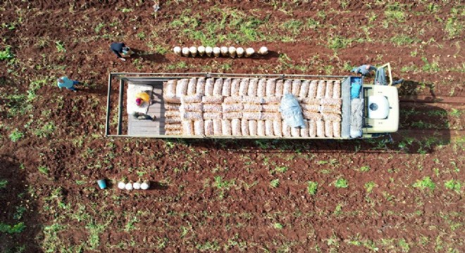 Doğu Anadolu'da patates hasadı vakti