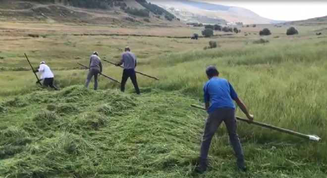 Doğu’da biçim zamanı