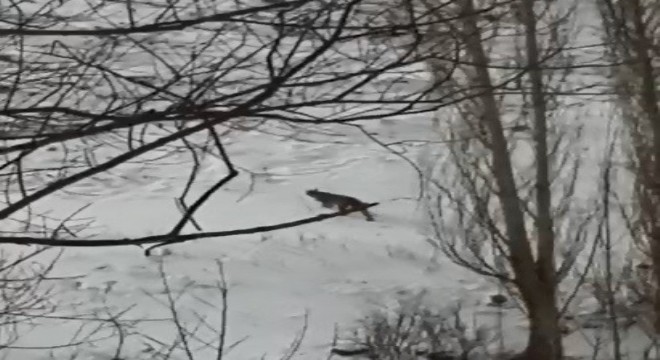 Erzurum da nesli tükenmekte olan vaşak görüntülendi