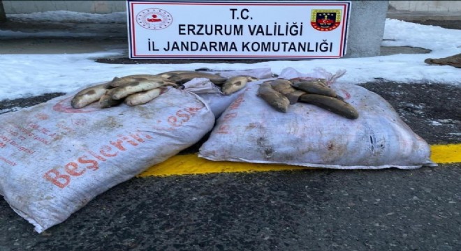 Jandarma kaçak balık avcılarını yakaladı