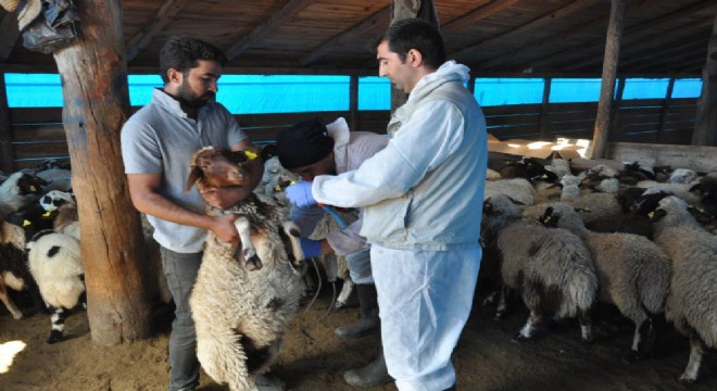 Küçükbaş hayvanlara kayıt altına alınıyor