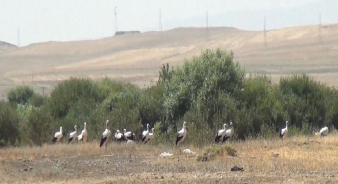 Leyleklerin göç molası kameralara yansıdı