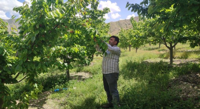 Örnek çiftçi yılda 7 ton kiraz üretiyor