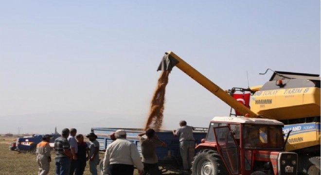 Vali Öksüz, çiftçilerle birlikte hasat yaptı