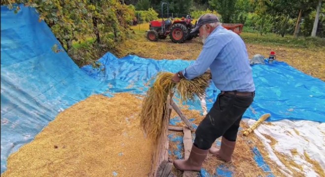 Yusufeli'nde pirinç hasadı başladı
