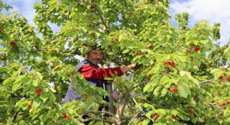 Ayvalı Misafir Kirazında hasat vakti