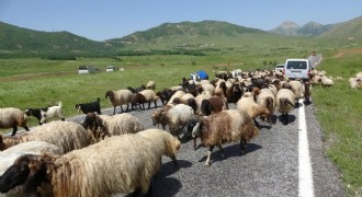 Bitlis’ten Erzurum’a besicilik köprüsü