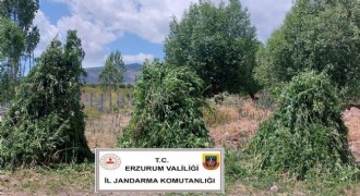 Jandarma’dan kenevir operasyonu