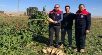 Şeker pancarı sökümü başladı
