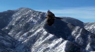 Uzundere'de sakallı akbaba görüntülendi.